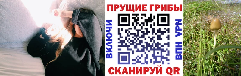 Галлюциногенные грибы Psilocybe  закладки  Сочи 